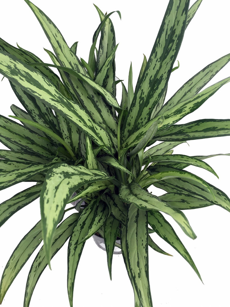 Cutlass Chinese Evergreen Plant - Aglaonema - Low Light - 4" Pot