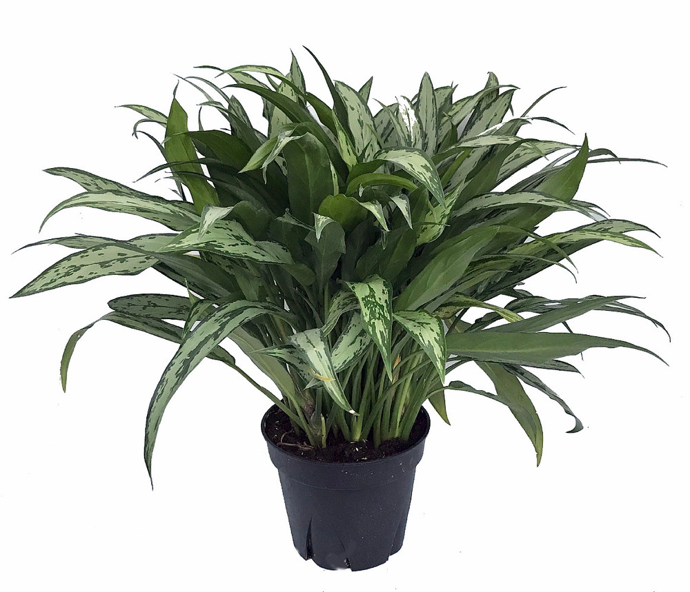 Cutlass Chinese Evergreen Plant - Aglaonema - Low Light - 4" Pot