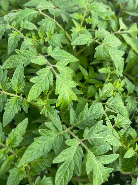 Black Krim Tomato Plant - Delicate Skin/Full Flavor - Heirloom - 4" Pot