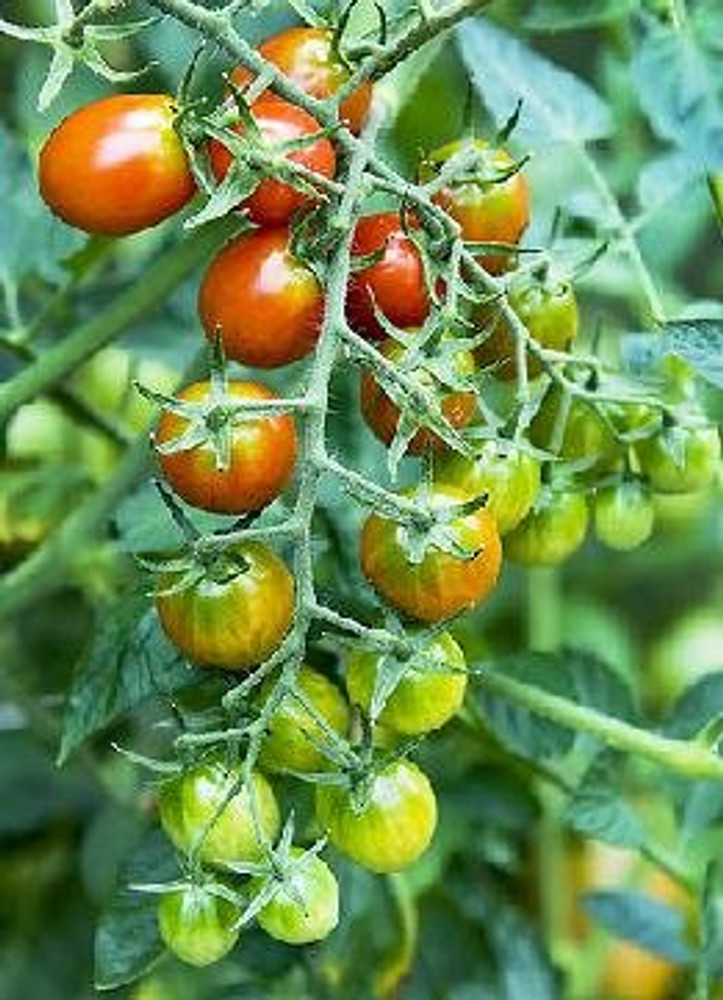 Moby Grape Tomato Plant - Distinctively Sweet - 4" Pot