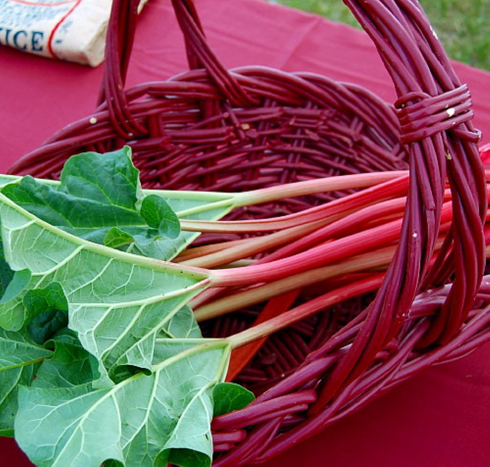 Victoria Red Rhubarb - Perennial - #1 Bareroot