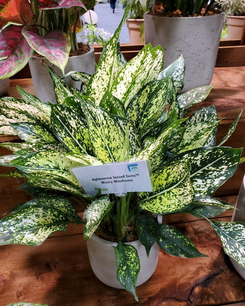 Wintry Winehouse Chinese Evergreen Plant - Aglaonema - Low