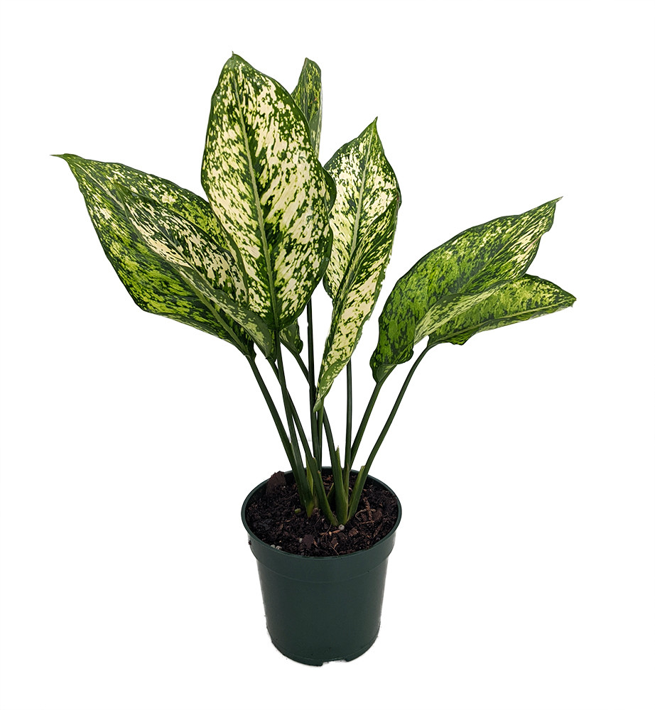 朝方迄限定特価【Weed】Aglaonema pictum アグラオネマピクタム トリカラーaglaonema pictum アチェ産