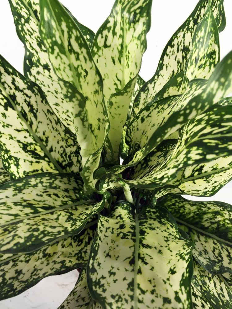 Snow White Chinese Evergreen Plant - Aglaonema - Low Light - 4" Pot