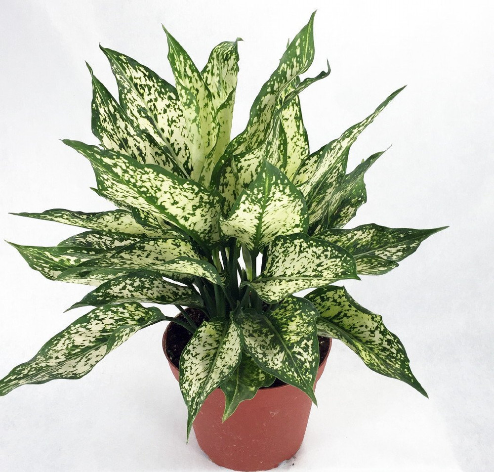 Snow White Chinese Evergreen Plant - Aglaonema - Low Light - 4" Pot