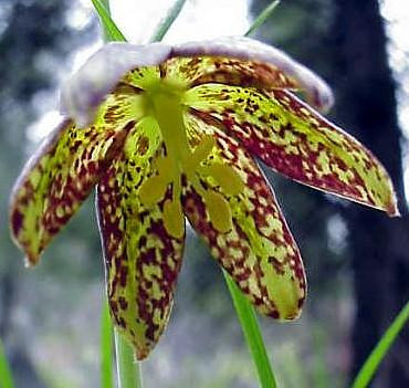 Chocolate Checkered Lily 10 Seed -Fritillaria-Perennial - Hirt's