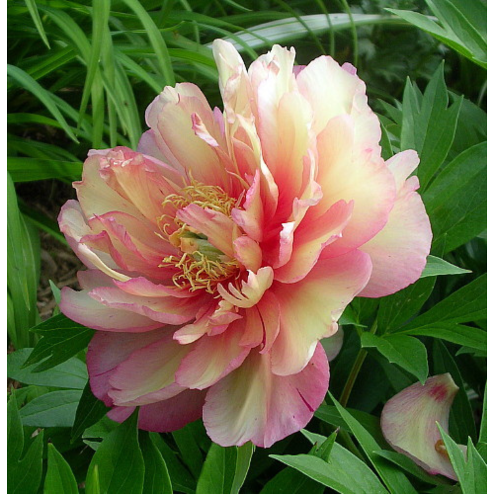 Julia Rose Intersectional Itoh Tree Peony - Apricot/reddish-purple - Bareroot