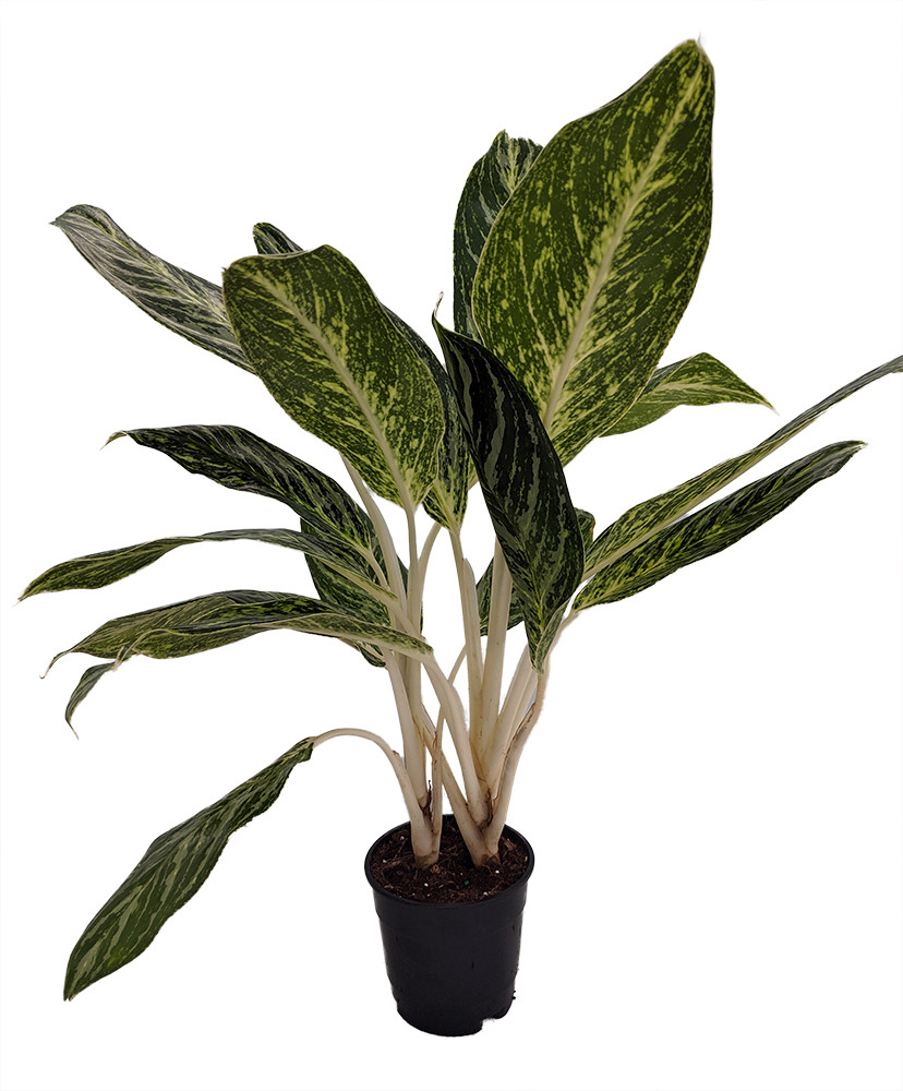 Golden Madonna Chinese Evergreen Plant - Aglaonema - Grows in Dim Light - 6" Pot