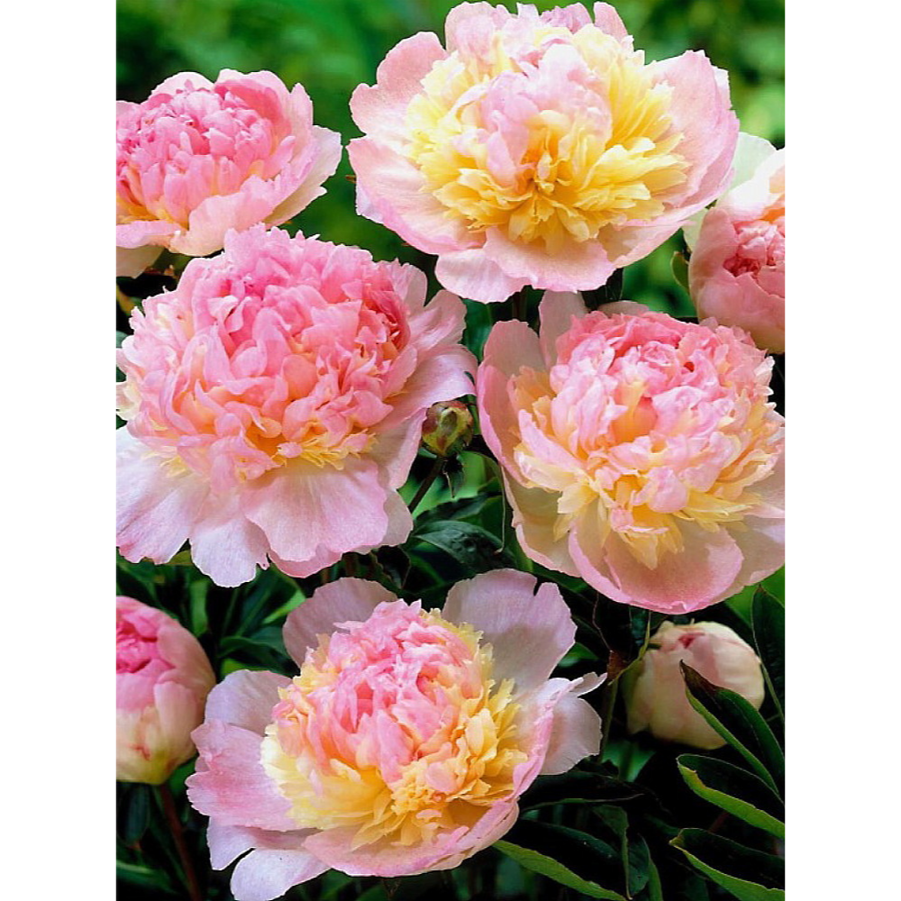 Peony Raspberry Sundae - Fragrant - Raspberry/Pink/White - Bareroot - 2/3Eye