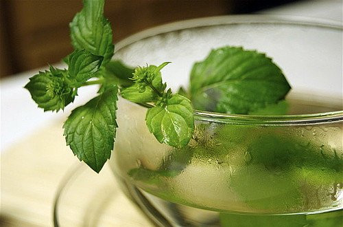 Orange Mint - Grow Indoors or Out - 4" Pot