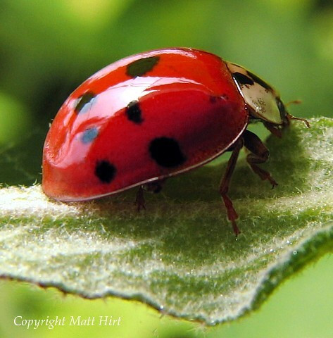 1500 Live Ladybugs + Hirt's Nature Nectar-Guaranteed Live Delivery
