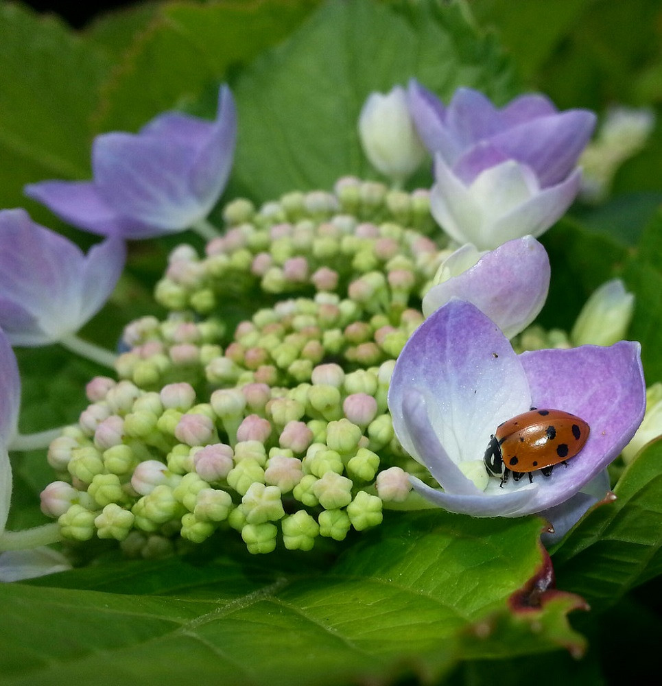 1500 Live Ladybugs + Hirt's Nature Nectar-Guaranteed Live Delivery-No Ship to HI