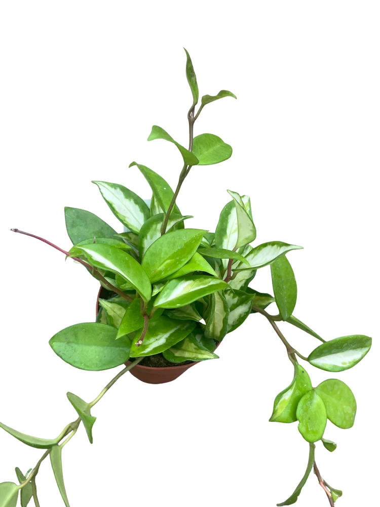 Tricolor Wax Plant - Hoya Tricolor - Great House Plant/Exotic Flower - 4" Pot
