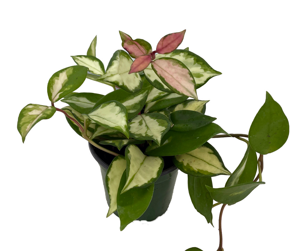 Tricolor Wax Plant - Hoya Tricolor - Great House Plant/Exotic Flower - 4" Pot