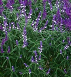 Dwarf Mexican Sage - Salvia leucantha  - 3" Pot
