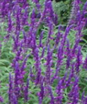 Dwarf Mexican Sage - Salvia leucantha  - 3" Pot