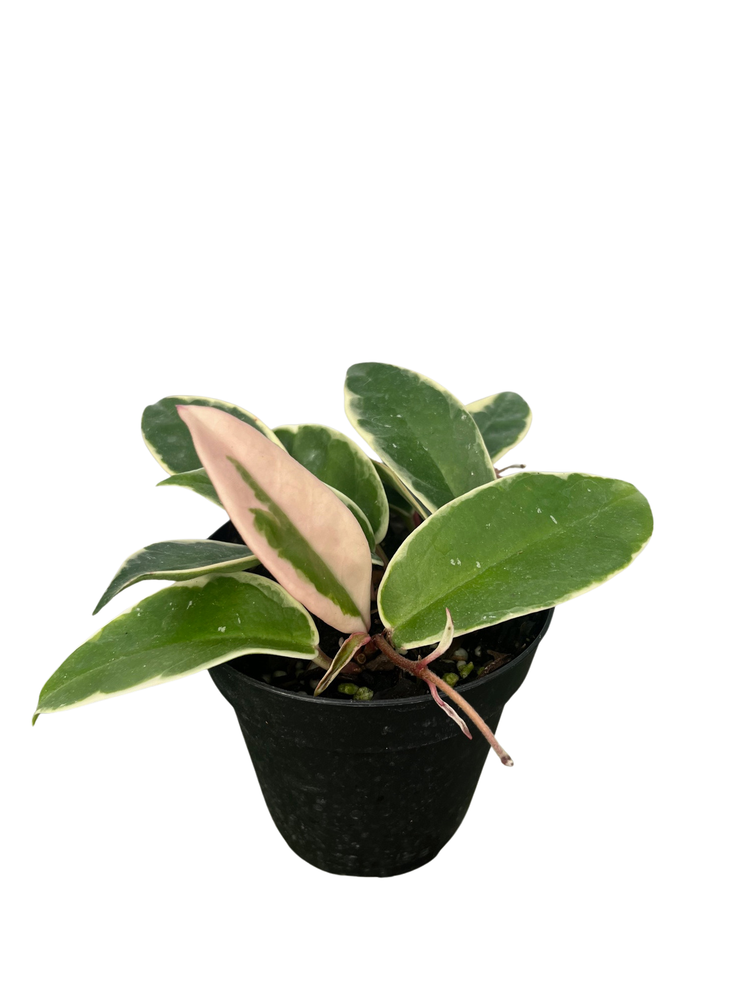 Krimson Queen Wax Plant - Hoya - 4" Pot