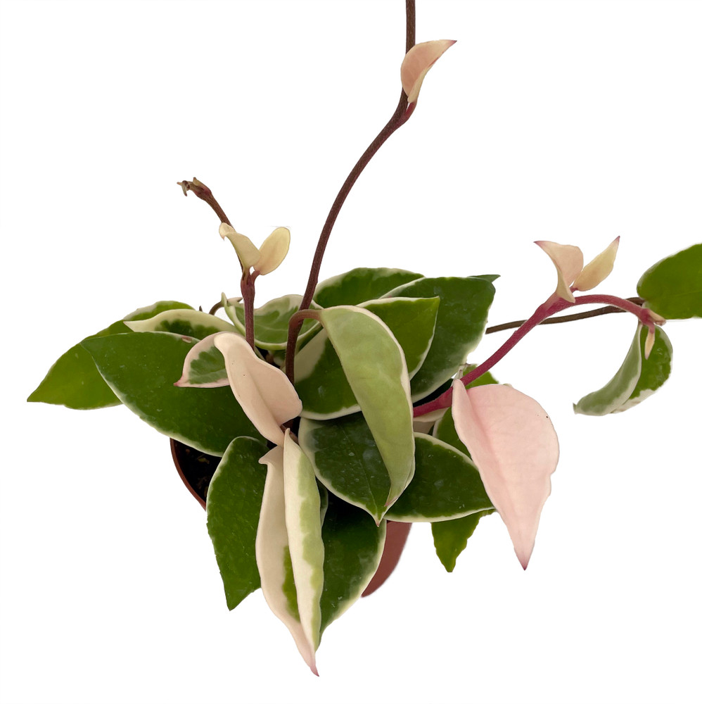 Krimson Queen Wax Plant Hoya 4" Pot Hirt's Gardens