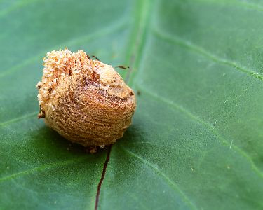 Praying Mantis 5 Egg Cases 500 - 2,000 Babies + Hirt's Hatching Habitat