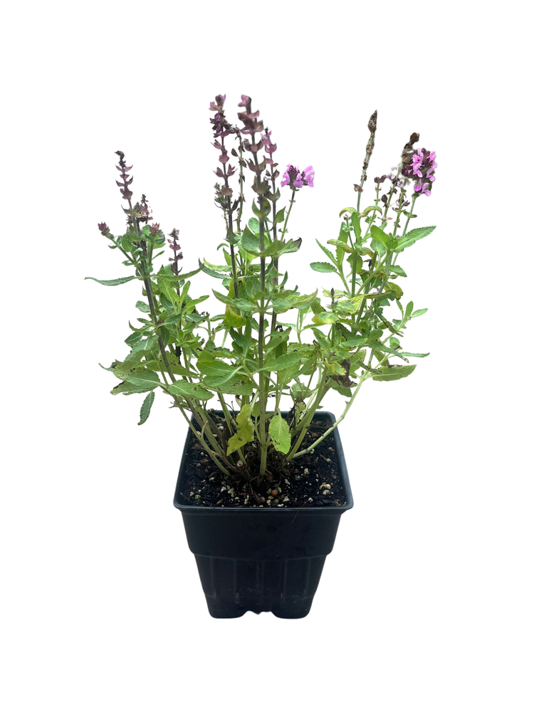 New Dimension Rose Meadow Sage - Salvia - Live Plant - Quart Pot