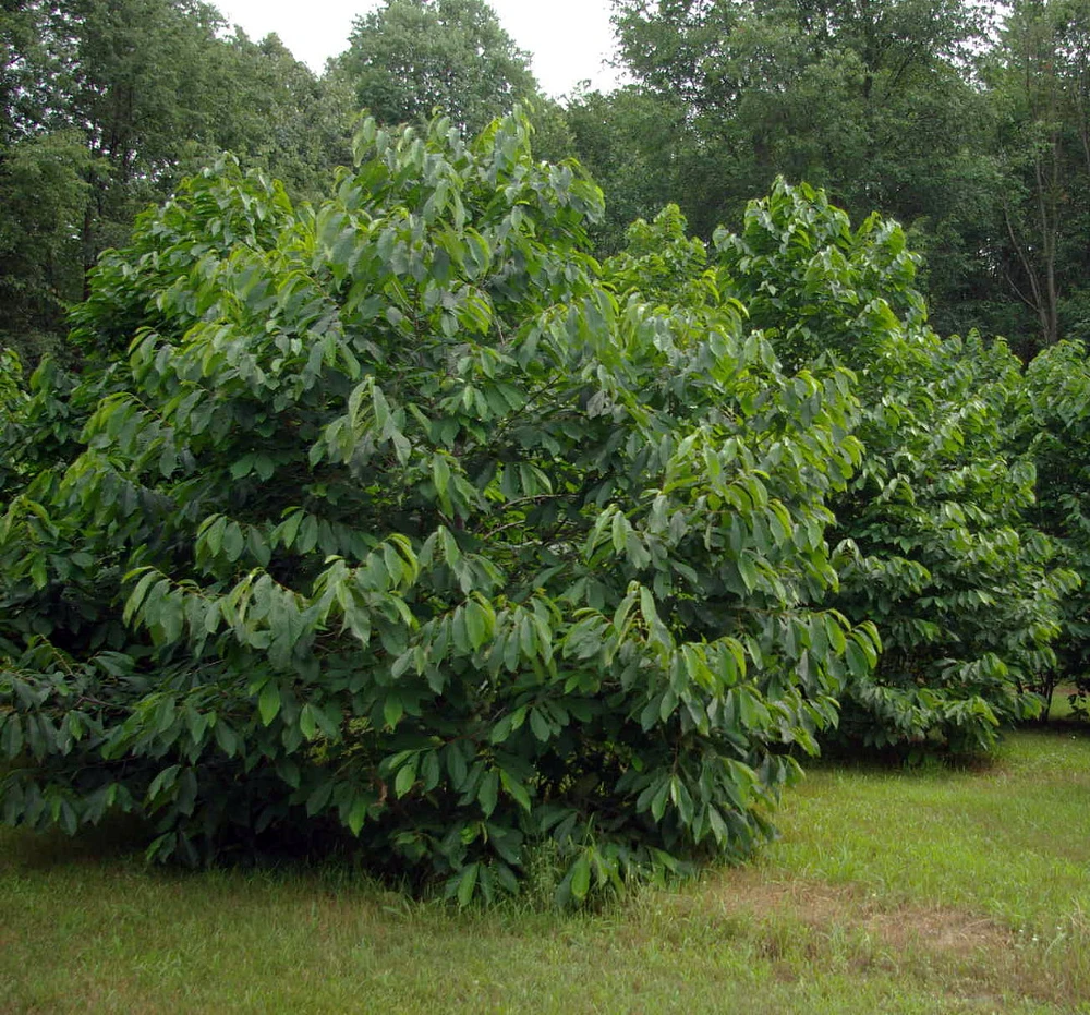 Paw Paw Trees - 2 Plants - Banana fruit - Asimina triloba - PawPaw - 3.25" Pot
