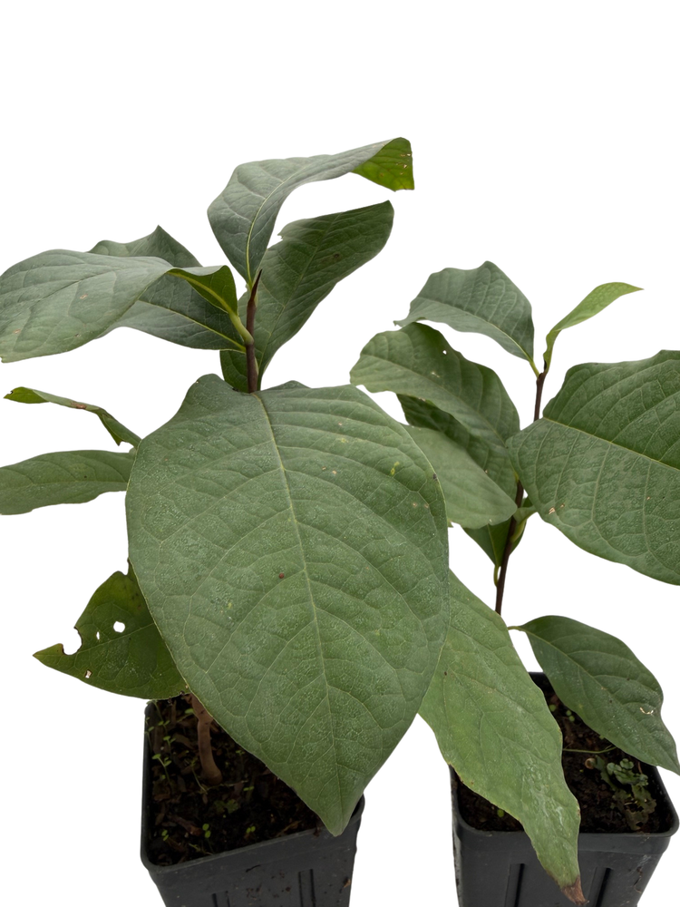 Paw Paw Trees - 2 Plants - Banana fruit - Asimina triloba - PawPaw - 3.25" Pot