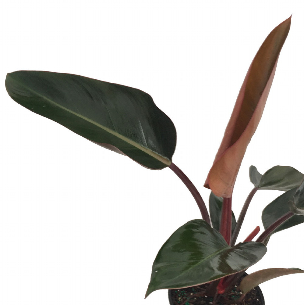 Rojo Congo Philodendron - 4" Pot