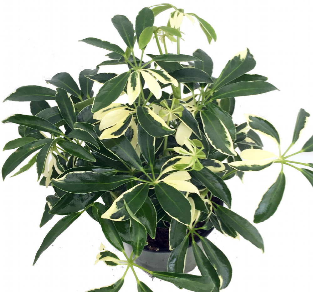 Creme & Green Hawaiian Schefflera 2 Plants - Great Indoors - 3" Pot