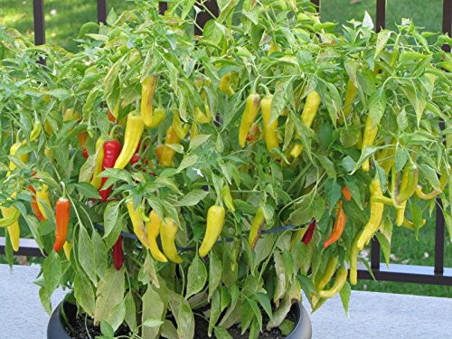 Hungarian Hot Wax Pepper Plant - 4" Pot