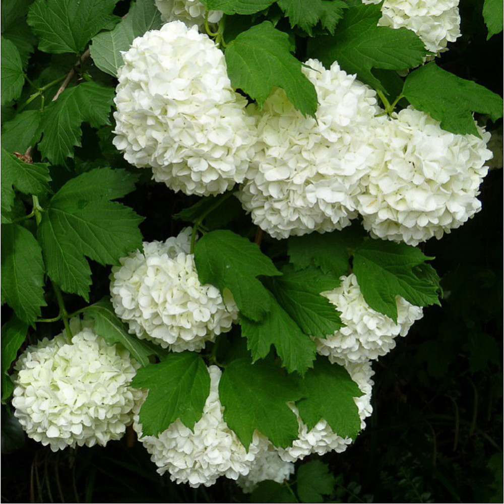 European Snowball Viburnum Opulus Heirloom Most Popular Viburnum 4 Pot Hirt S Gardens