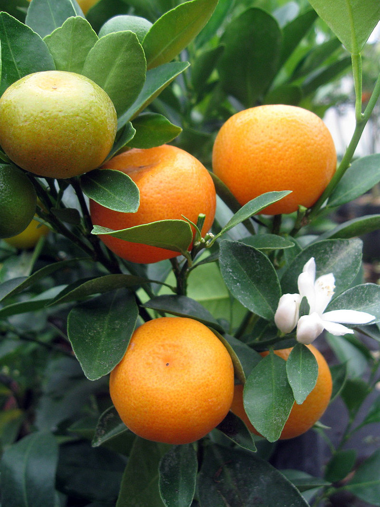 Panama Orange Tree - Calamondin- 5" Pot- No Ship To CA,FL,TX, AZ,LA