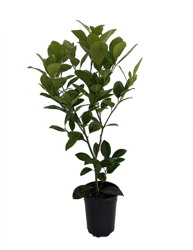 Panama Orange Tree - Calamondin- 5" Pot- No Ship To CA,FL,TX, AZ,LA