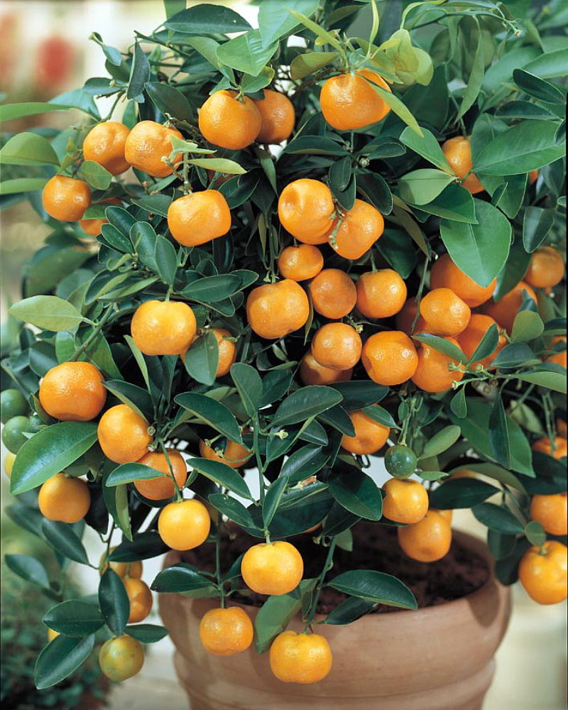 Panama Orange Tree - Calamondin- 5" Pot- No Ship To CA,FL,TX, AZ,LA