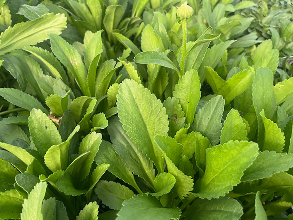 Becky Shasta Daisy - Leucanthemum - 2003 Plant of the Year - Quart Pot