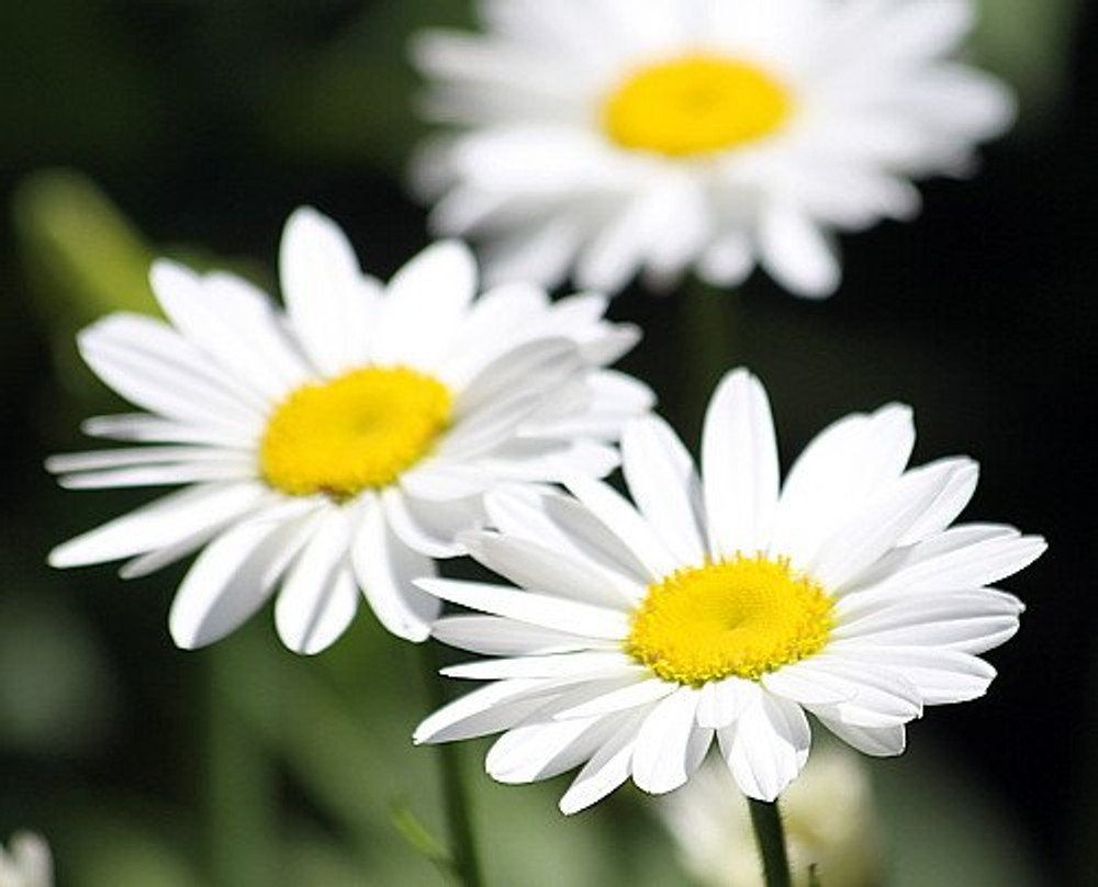 Becky Shasta Daisy - Leucanthemum - 2003 Plant of the Year - Quart Pot