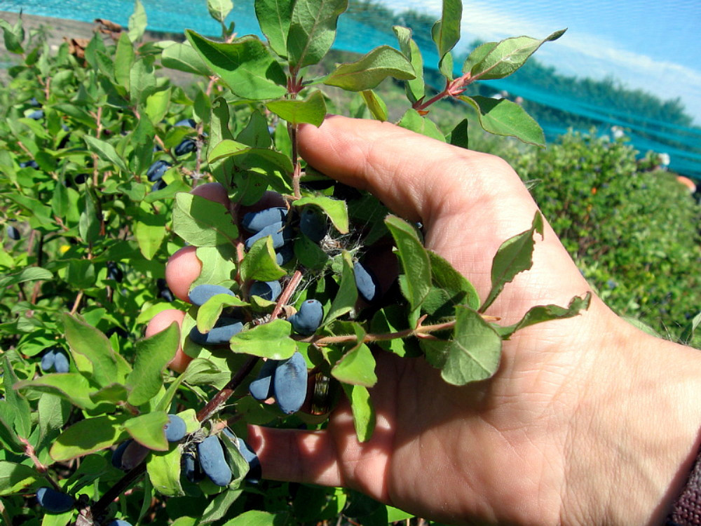 Tundra Sweetberry Edible Honeysuckle - Haskap - 4" Pot