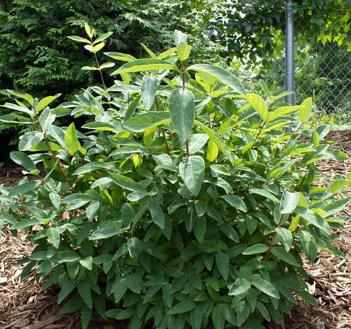 Tundra Sweetberry Edible Honeysuckle - Haskap - 4" Pot