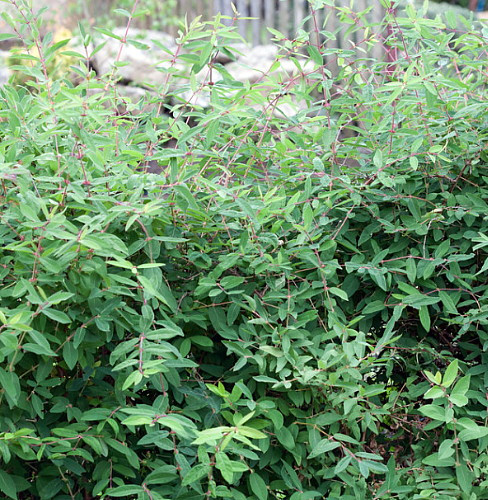 Tundra Sweetberry Edible Honeysuckle - Haskap - 4" Pot