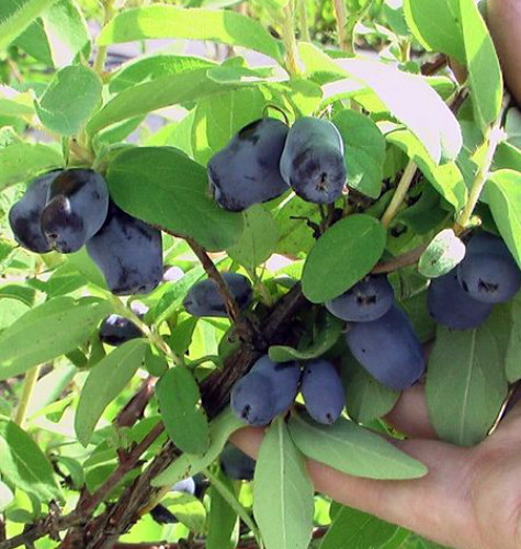 Tundra Sweetberry Edible Honeysuckle - Haskap - 4" Pot