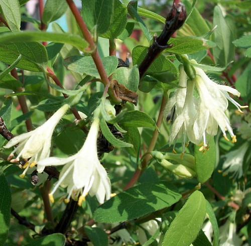 Tundra Sweetberry Edible Honeysuckle - Haskap - 4" Pot
