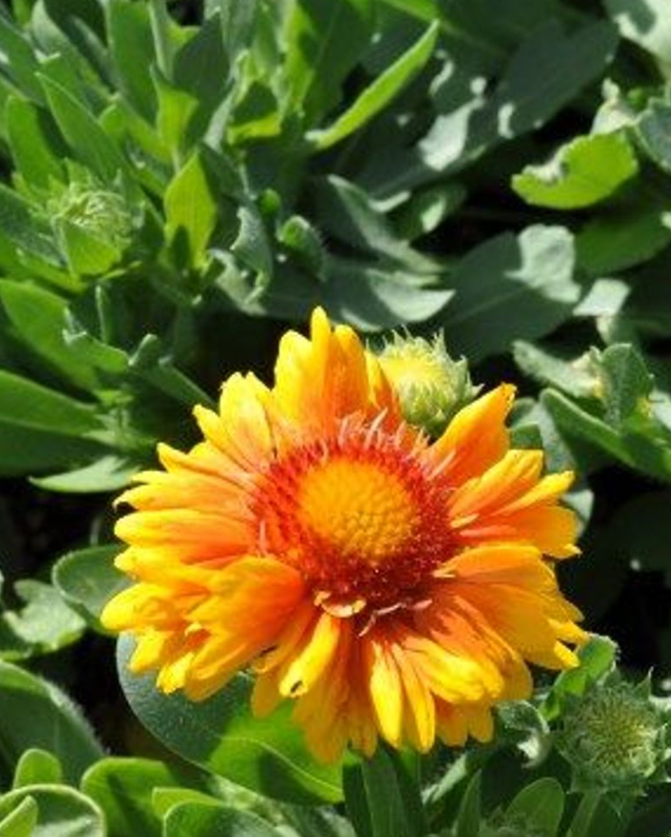 Arizona Apricot Blanket Flower - Gaillardia - Live Plant - Quart Pot