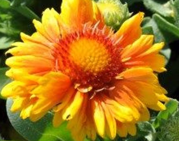 Arizona Apricot Blanket Flower - Gaillardia - Live Plant - Quart Pot