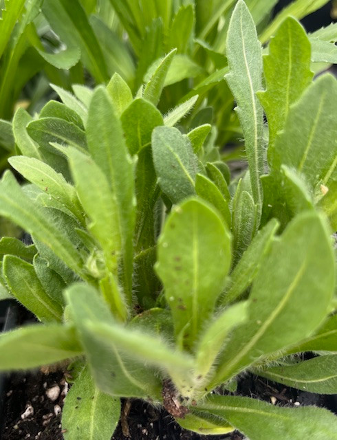 Arizona Apricot Blanket Flower - Gaillardia - Live Plant - Quart Pot