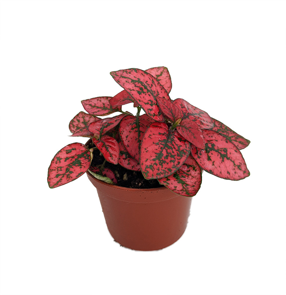 Red Splash Polka Dot Plant - Hypoestes - 3.5" Pot - Colorful House Plant