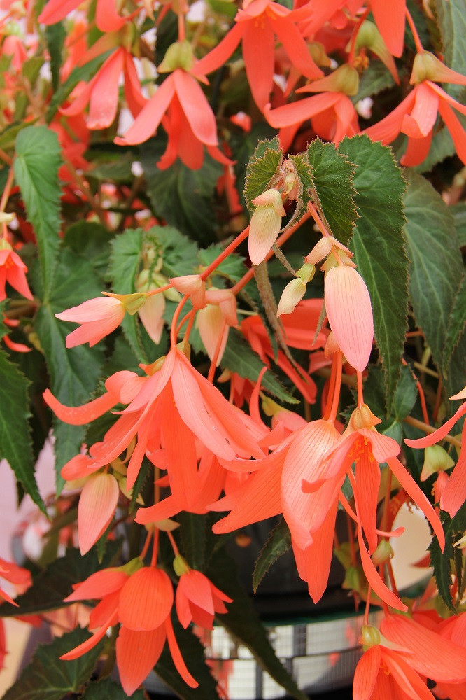 San Francisco Begonia - 5 Seeds - Salmon Flowers