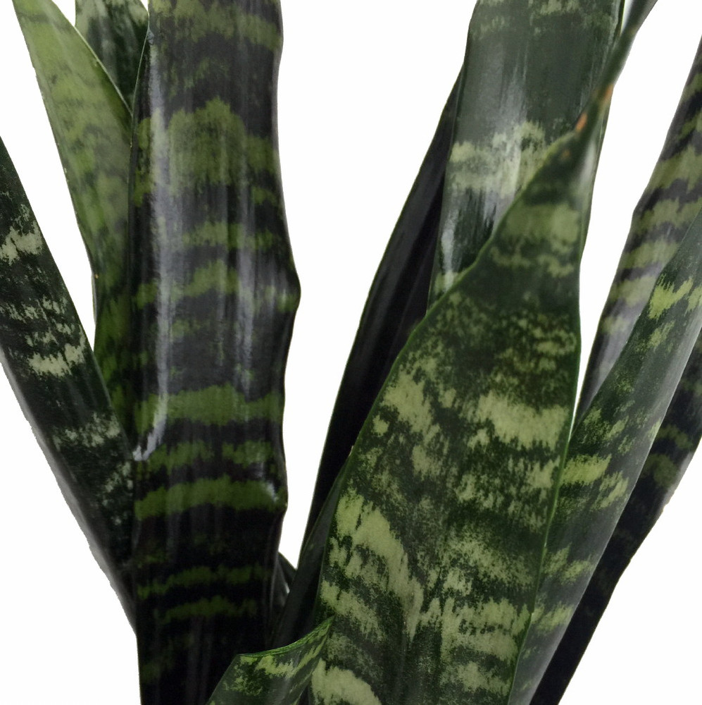 Black Coral Snake Plant - Sansevieria - Almost Impossible to kill - 6" Pot