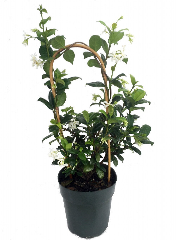 Confederate Star Jasmine Plant - 6" Pot - Extremely Fragrant Vine