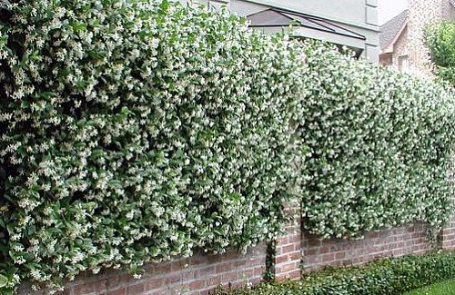 Confederate-Star Jasmine Plant - 6