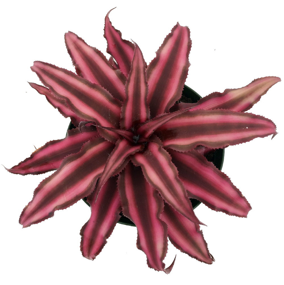 Fire Mystic Earth Star Plant - Cryptanthus - Easy - 4" Pot
