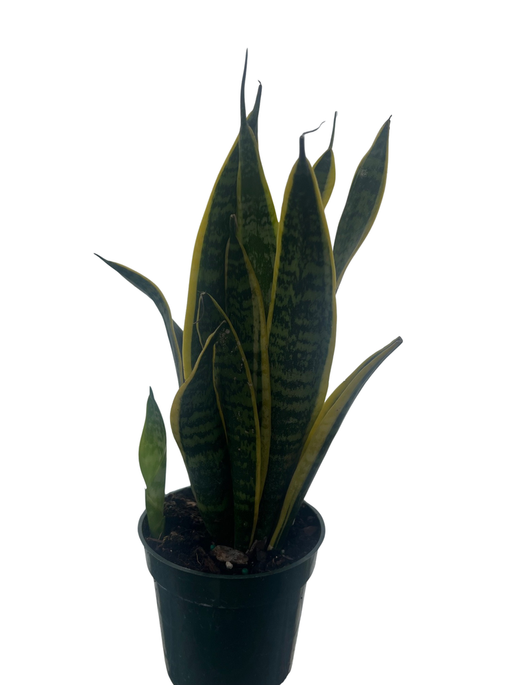 Laurentii Snake Plant - Sansevieria - Impossible to kill! - 4" Pot